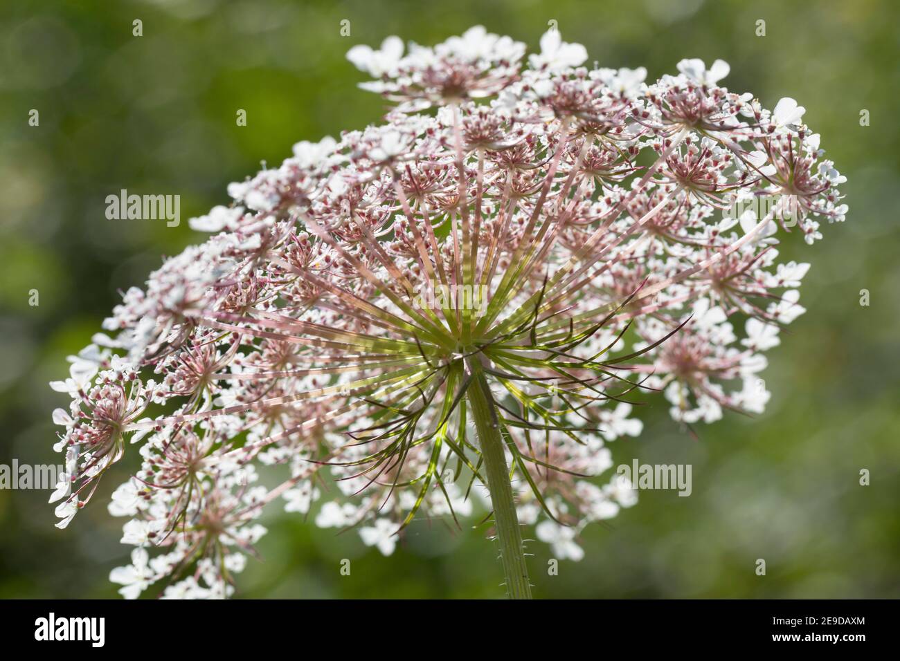 Dentelle de la reine Anne, carotte sauvage (Daucus carota), umbel, Allemagne Banque D'Images