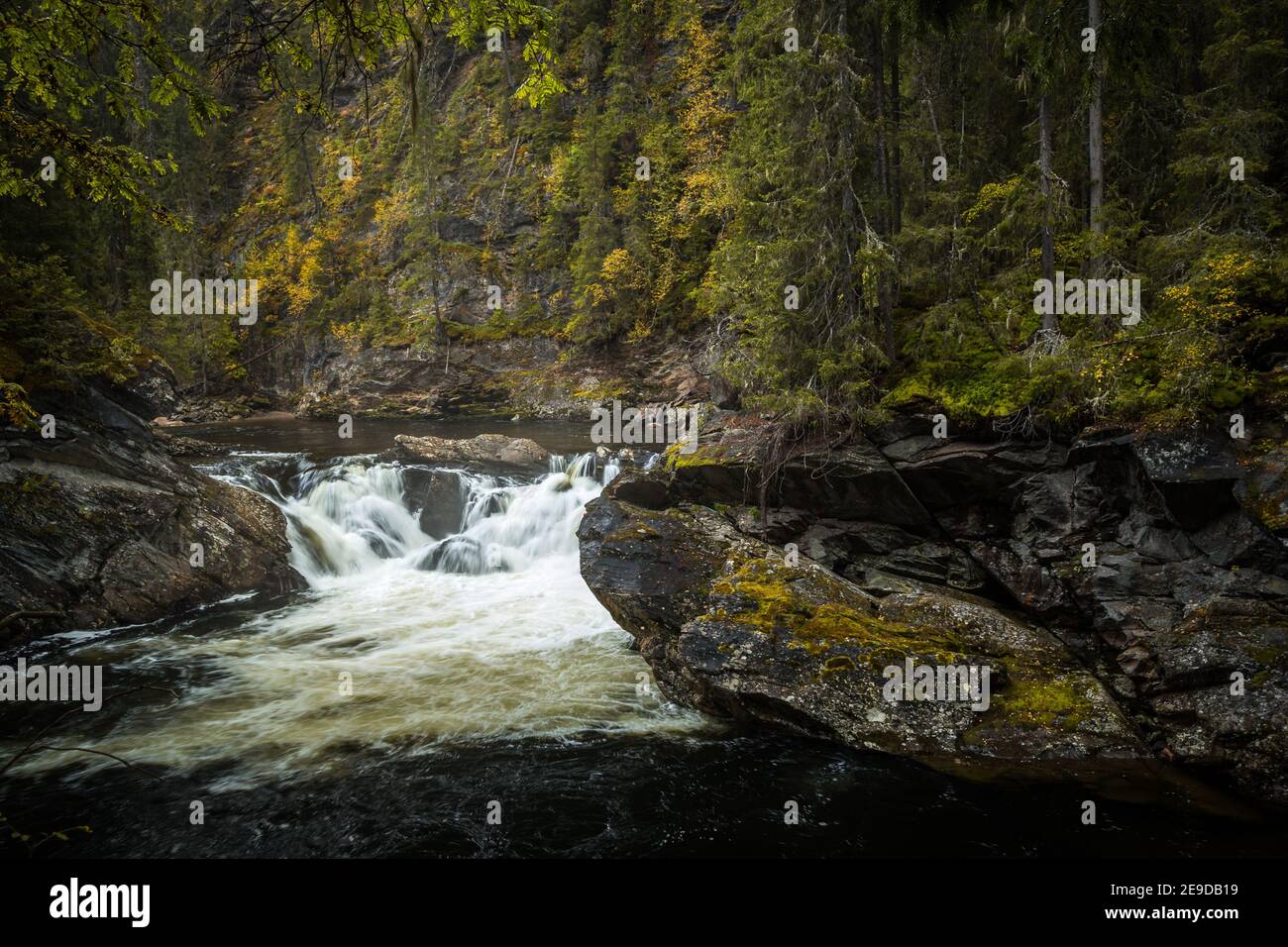 Automne en Norvège. Rivière Gaula et forêts de montagne boréales. Paysage naturel de l'extérieur scandinave. Banque D'Images