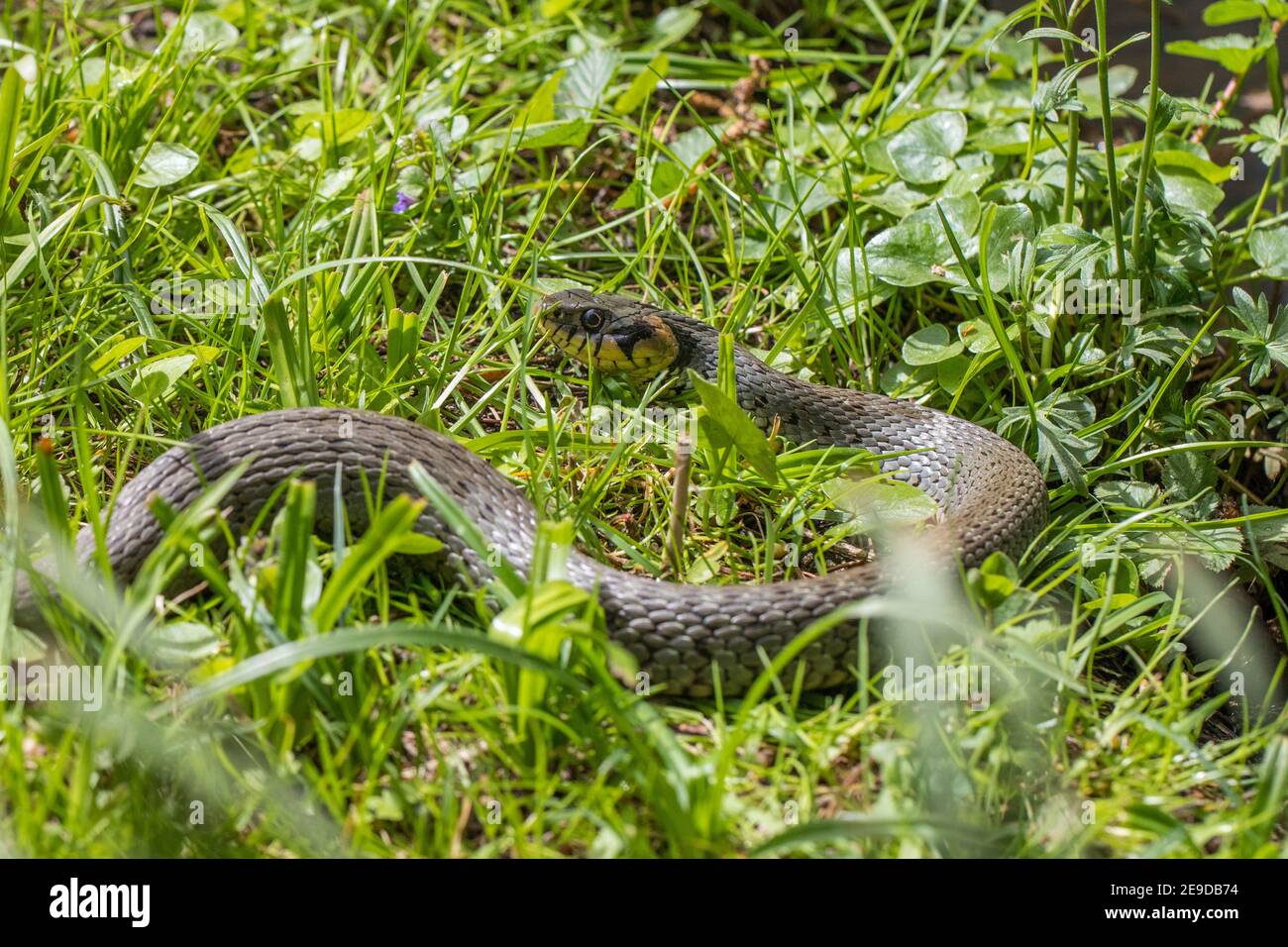 Serpent à herbe (Natrix natrix), au bord de l'étang, portrait en demi-longueur, Allemagne, Bavière Banque D'Images