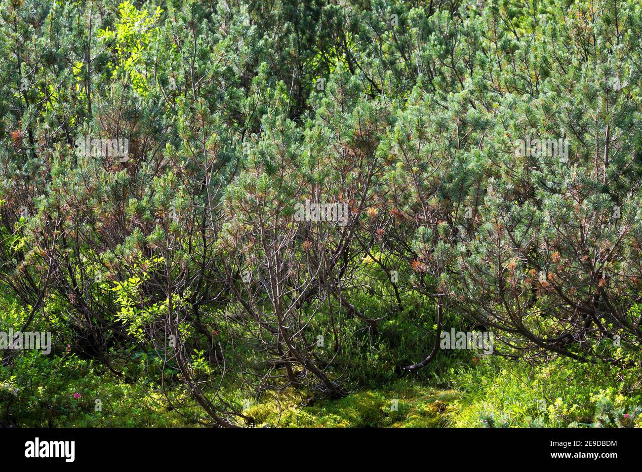 PIN de montagne, PIN de Mugo (Pinus mugo, Pinus montana), buissons, Allemagne Banque D'Images