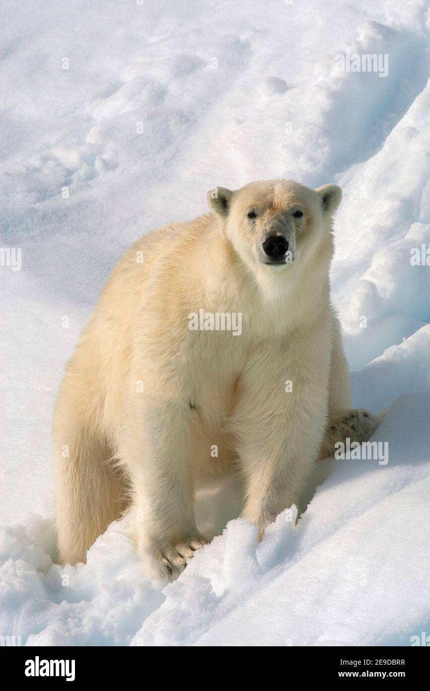 Ours polaire (Ursus maritimus), assis dans la neige, regardant directement vous, Norvège, Svalbard Banque D'Images