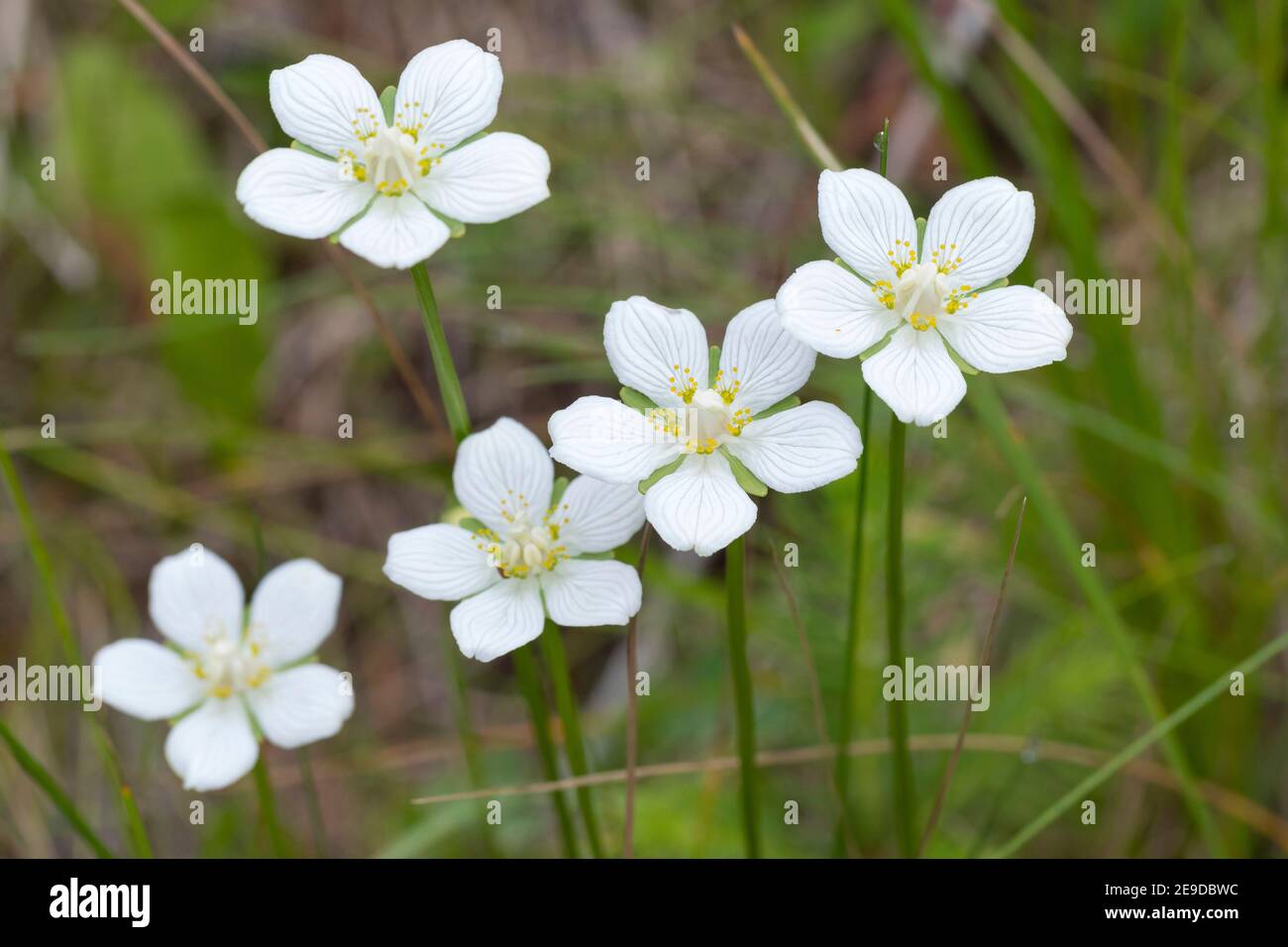 Marsh grass-de-parnassus (Parnassia palustris), fleurs, Allemagne Banque D'Images