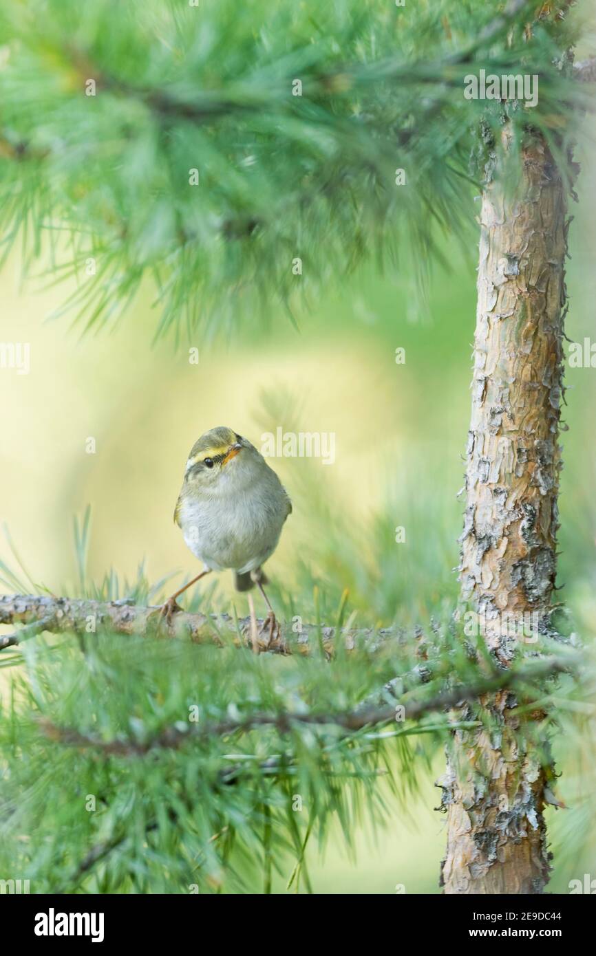 Paruline à feuilles de Pallas, paruline à feuilles de Pallas, paruline de Pallas (Phylloscopus prorata), perçant sur une branche d'un arbre, vue de face, Russie, Baikal Banque D'Images