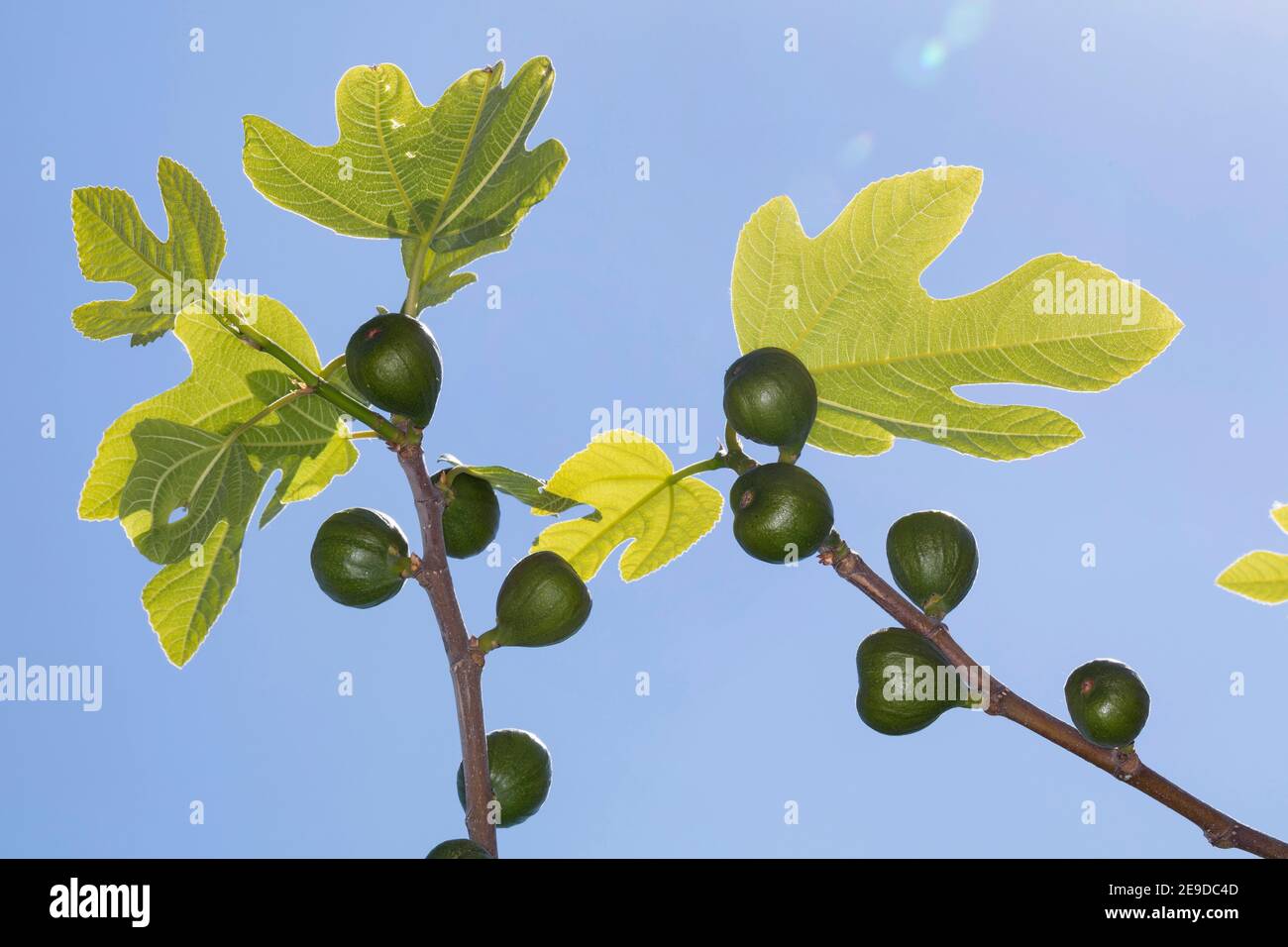 Figues comestibles, figues communes, figuier (Ficus carica), figues sur une branche à l'époque de la floraison , Allemagne Banque D'Images