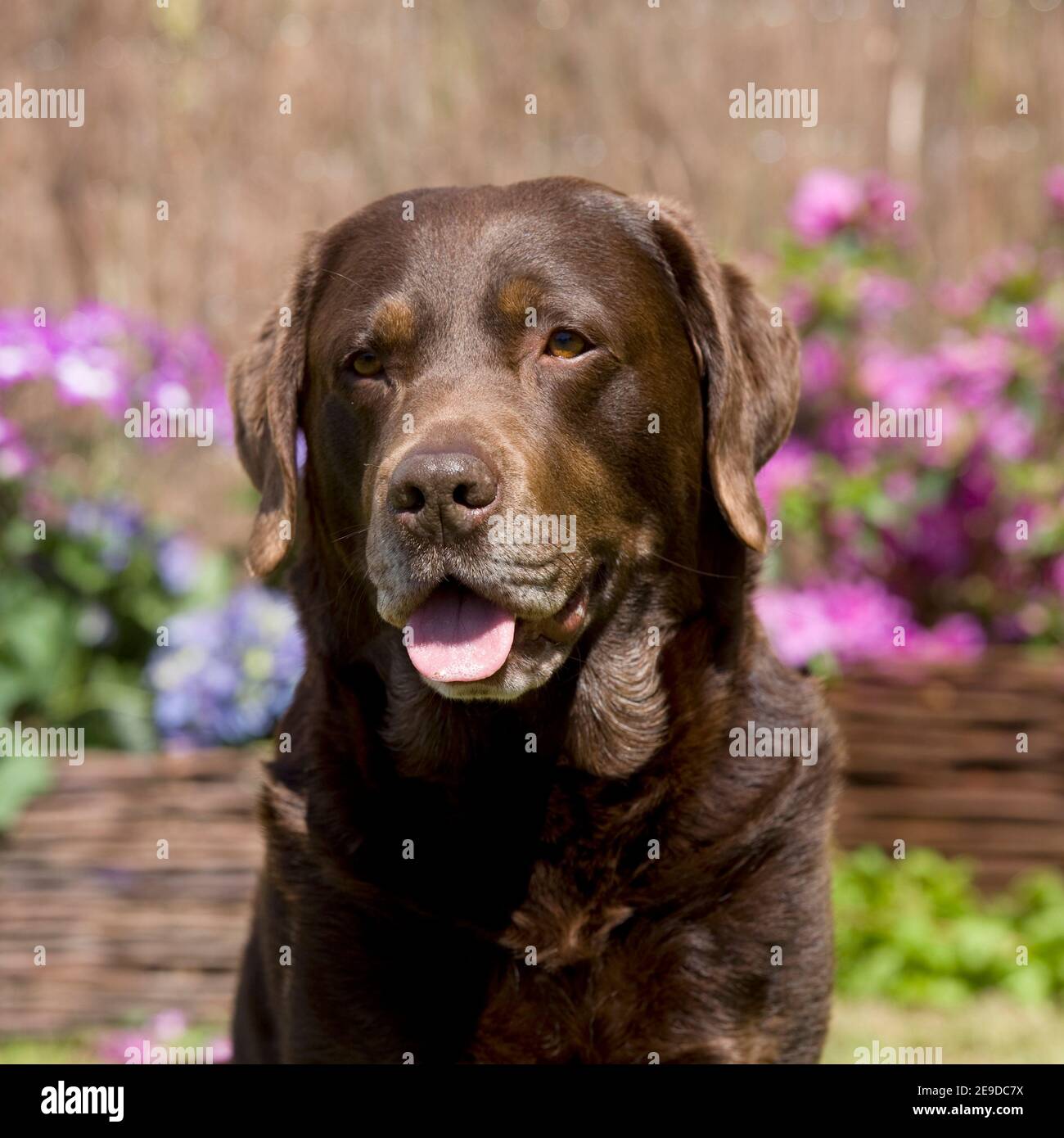 Labrador chocolat Banque D'Images