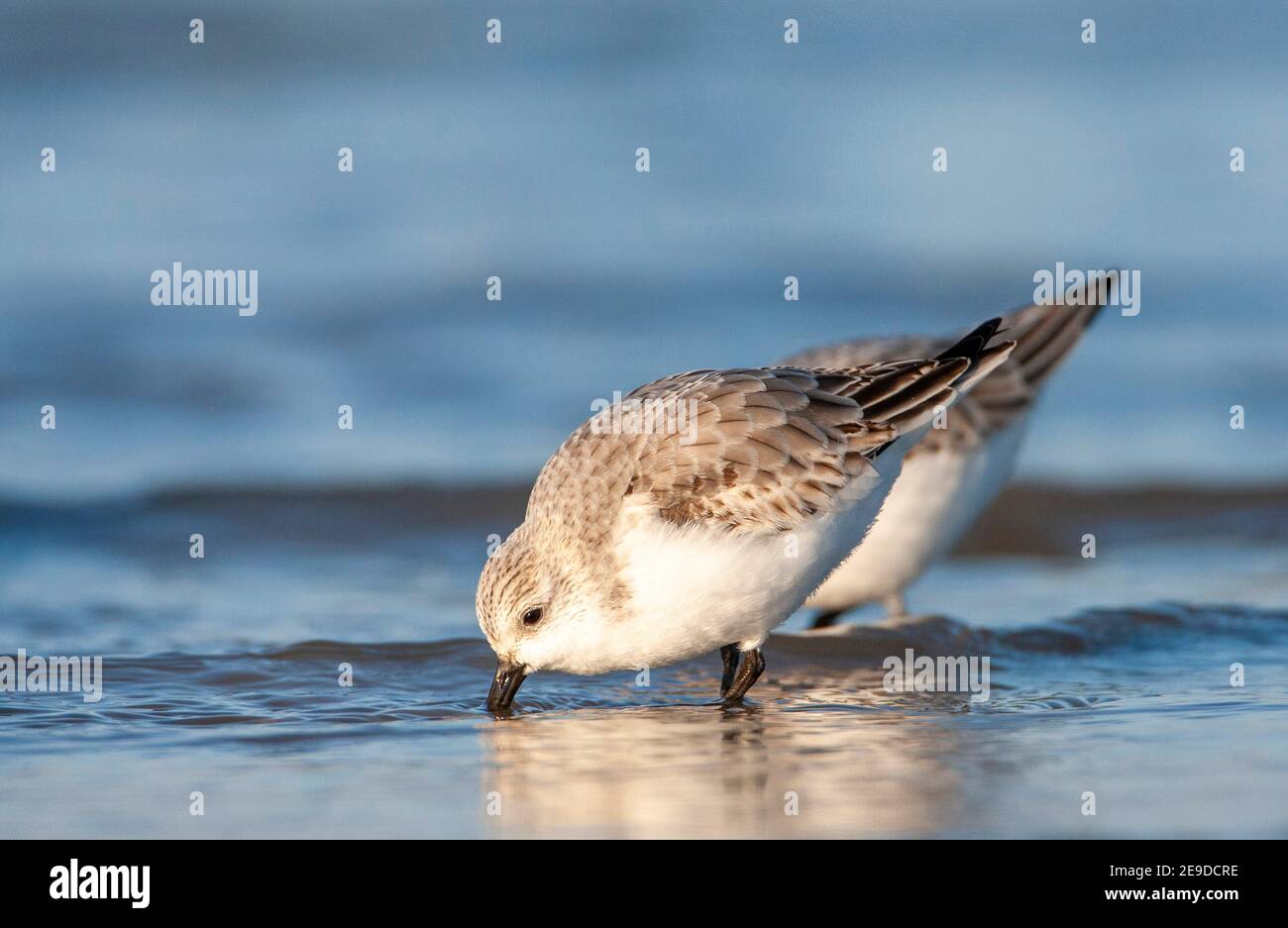 sanderling (Calidris alba), deux sanderlings fourrant en eau peu profonde, vue latérale, pays-Bas, Hollande du Sud Banque D'Images