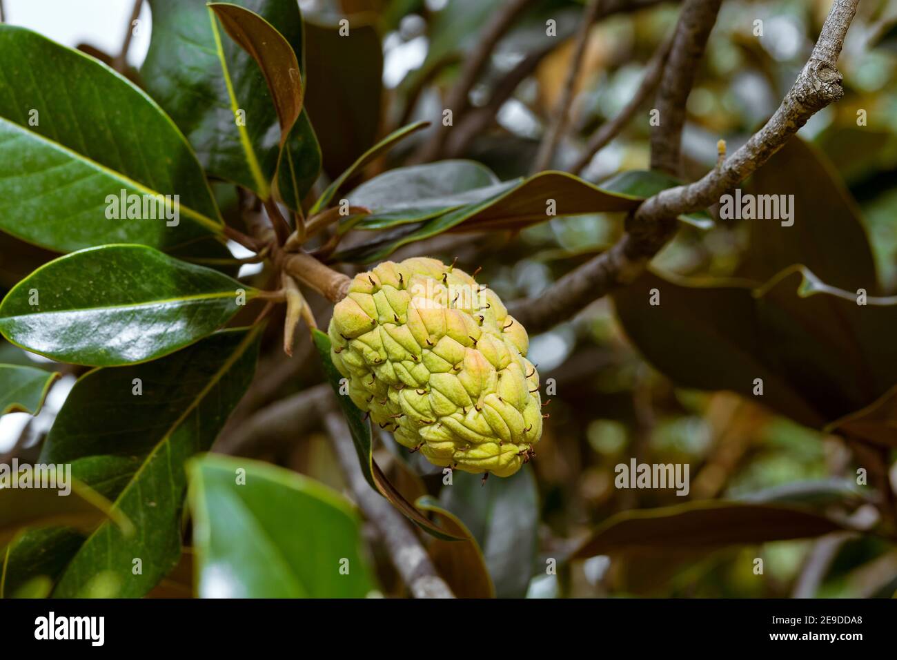 gros plan du fruit jaune du magnolia dans un jardin Banque D'Images