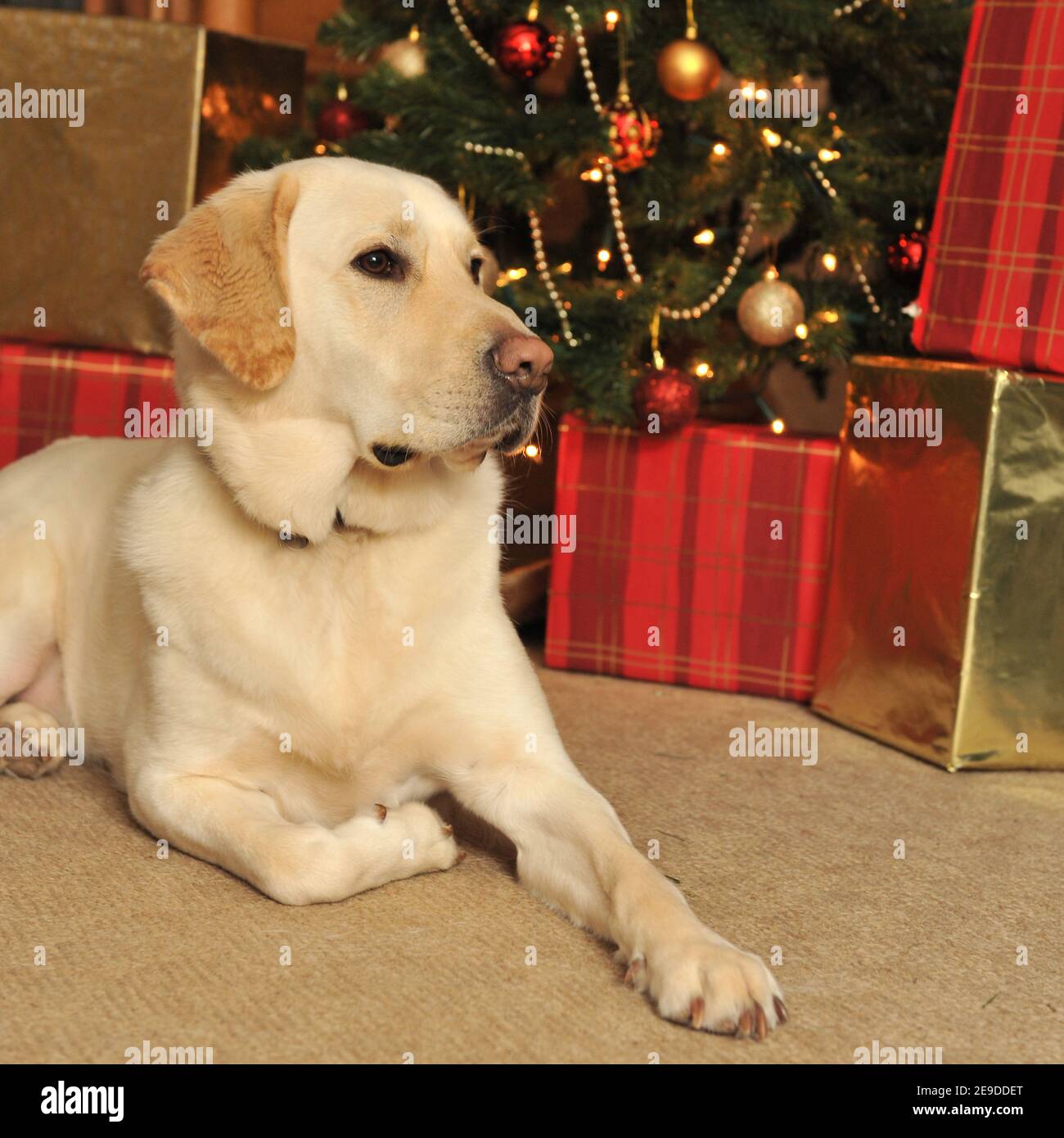 Chien Labrador Retriever jaune Banque D'Images