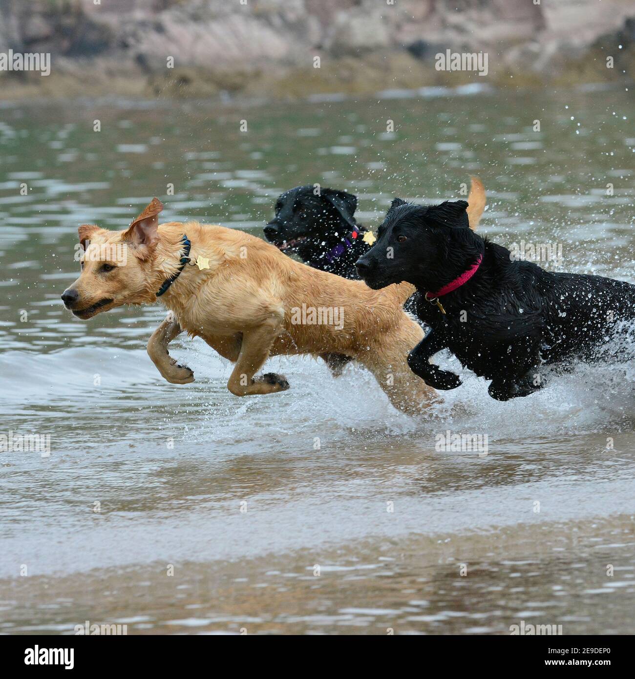 labradors Banque D'Images