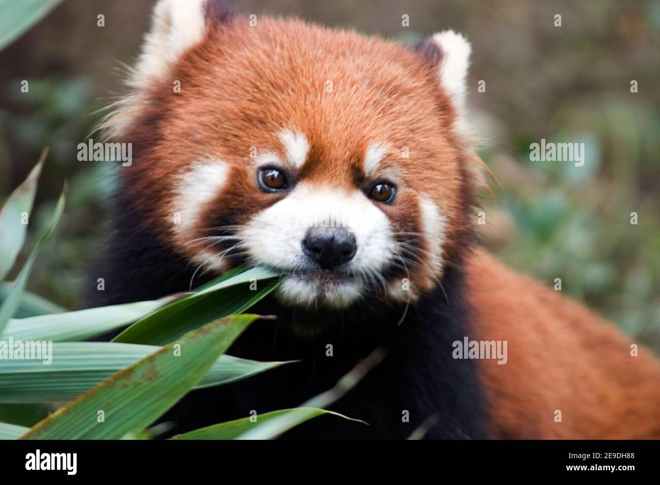Panda rouge en Chine ( Ailurus fulgens ) Banque D'Images