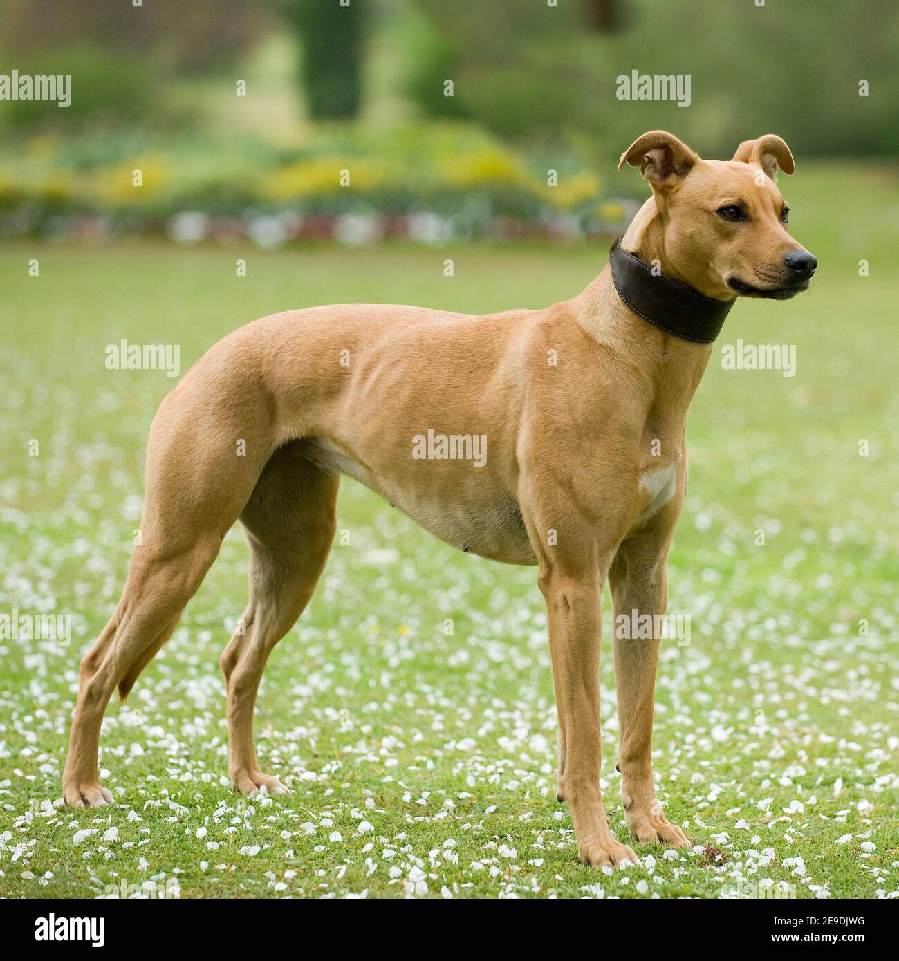 Lurcher Banque D'Images