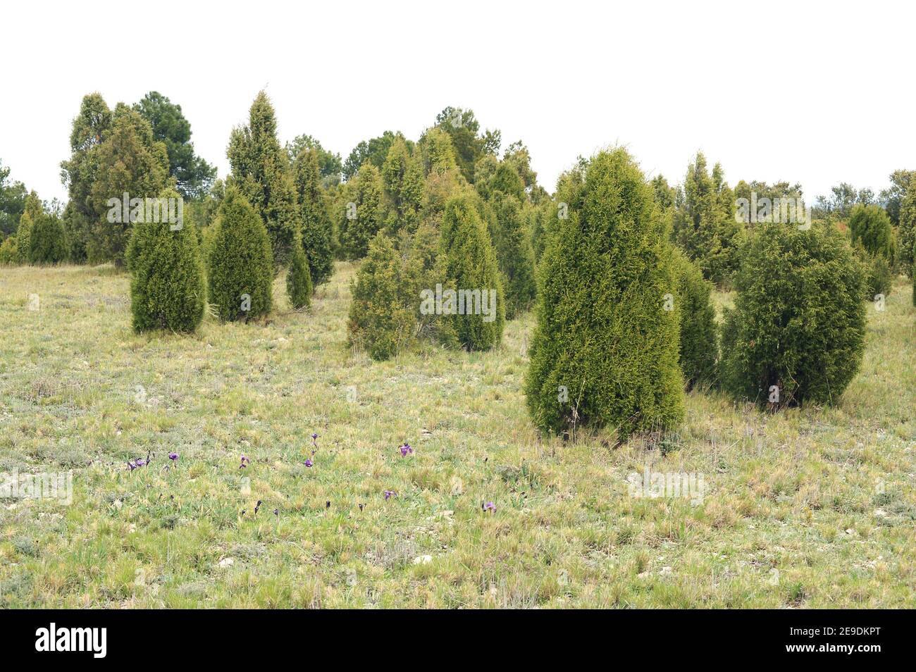 Cade geniper ou genièvre piquant (Juniperus oxycedrus) et genièvre phénicéen (Juniperus phoenicea) sont deux espèces d'arbustes à feuilles persistantes conifères Banque D'Images