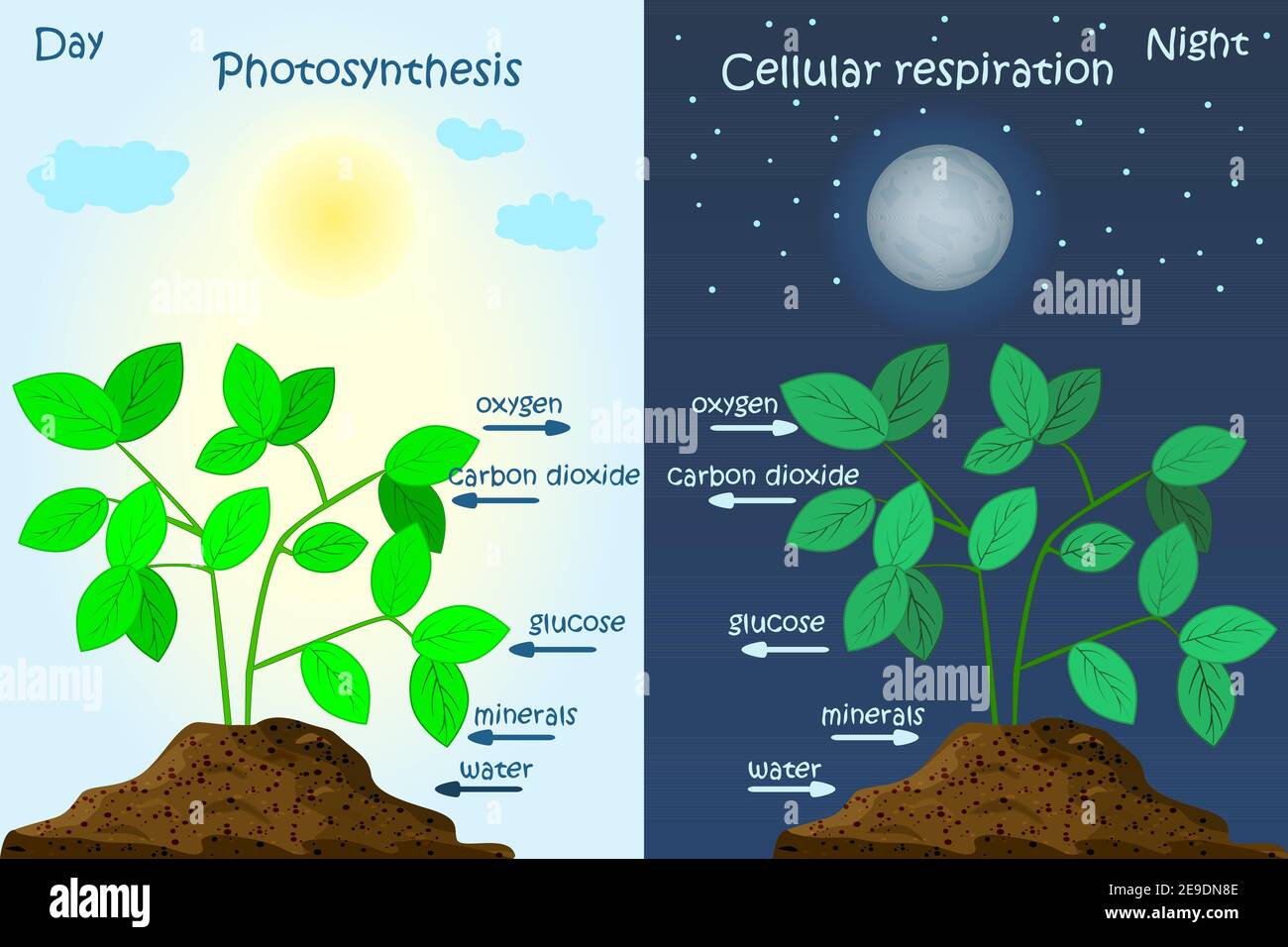 Diagramme de photosynthèse végétale. Photosynthèse explication de la science. Affiche du processus de photosynthèse. Carte d'éducation de la biologie. Illustration vectorielle Illustration de Vecteur