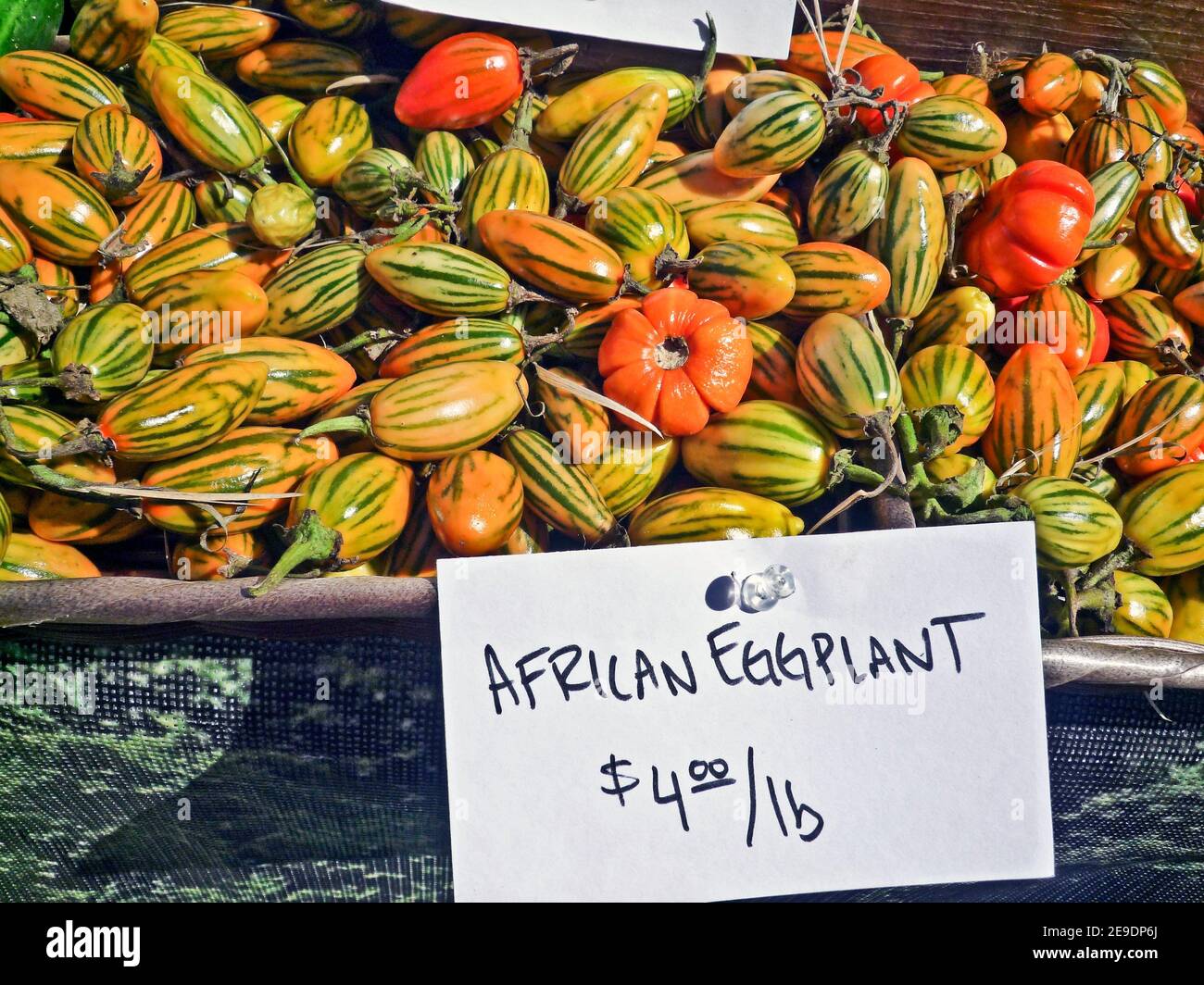 L'aubergine africaine, Solanum aethiopicum, est un fruit qui se produit