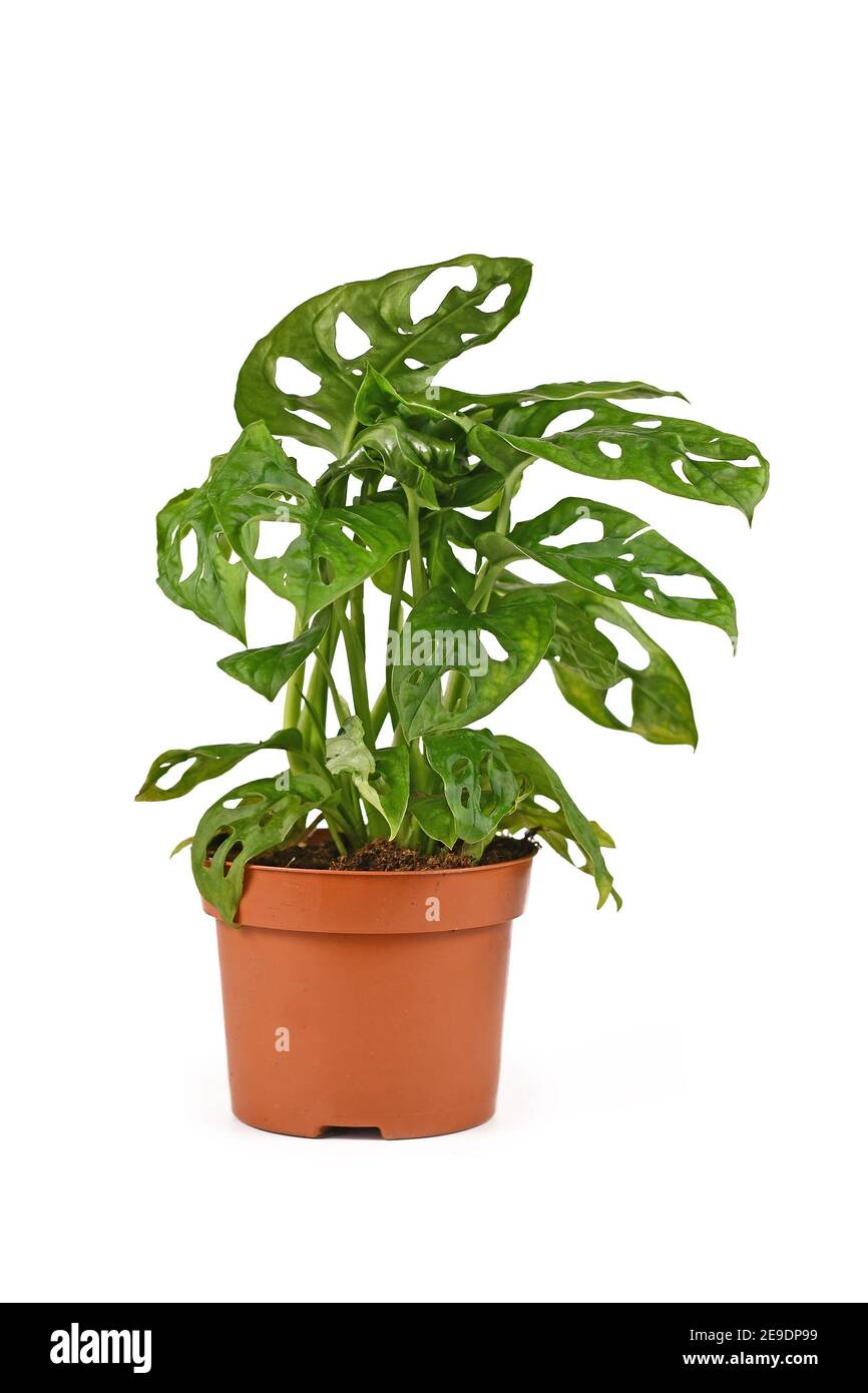 Petite plante de vigne tropicale 'Monstera Adansonii' ou 'Monstera Monkey Mask' en pot de fleur isolé sur fond blanc Banque D'Images