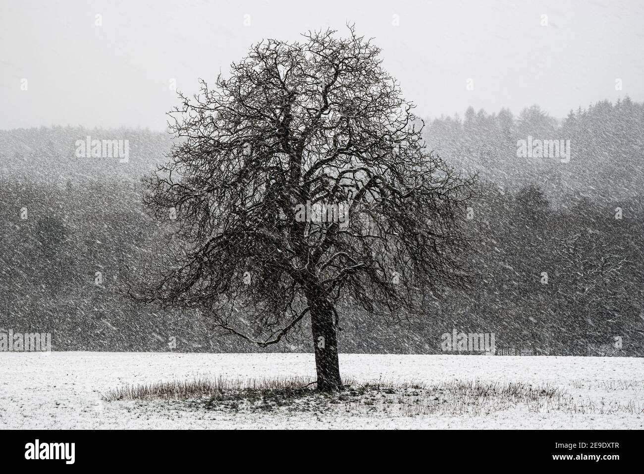 Arbre isolé loin de la forêt dans la neige. Banque D'Images