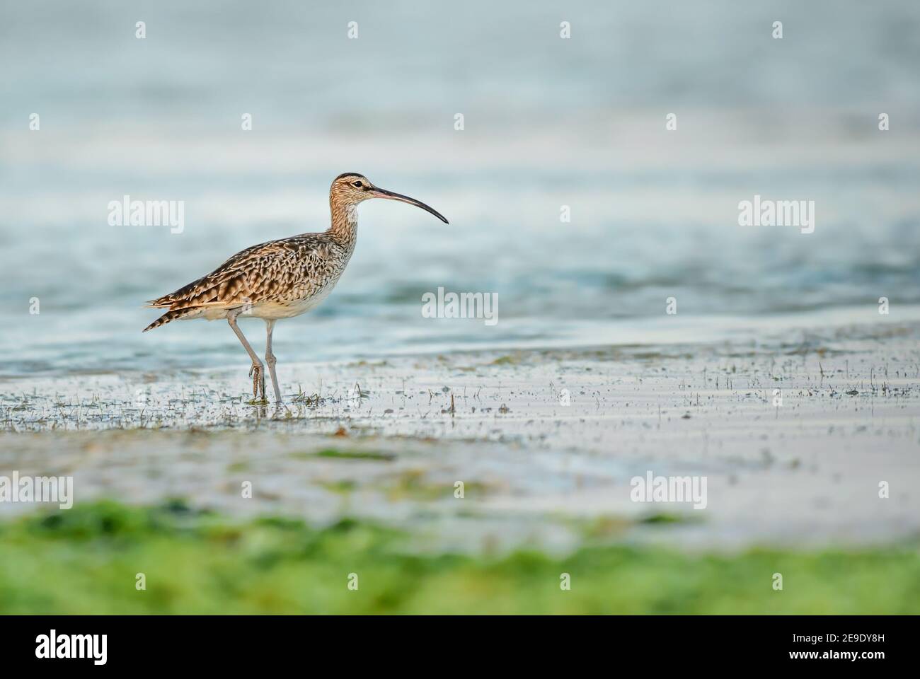 Cullew eurasien - Numenius arquata, grand wader avec facture spéciale de marécages, prés et marsches du monde entier, Zanzibar, Tanzanie. Banque D'Images