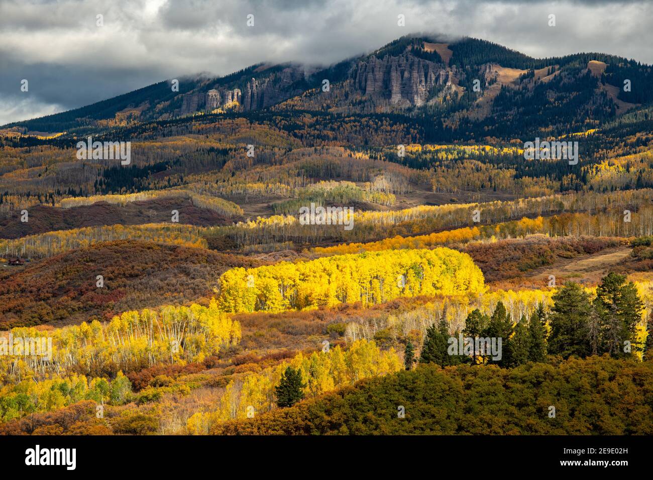 Magnifiques forêts entourant Owl Creek Road, Ridgway, Colorado, États-Unis Banque D'Images