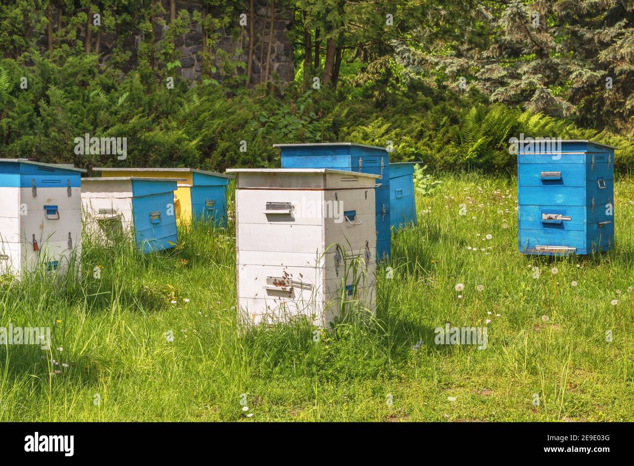 Apiaire dans le bois. De belles ruches de ruches sont exposées au bord de la forêt à Mezhyhirya près de Kiev. Banque D'Images