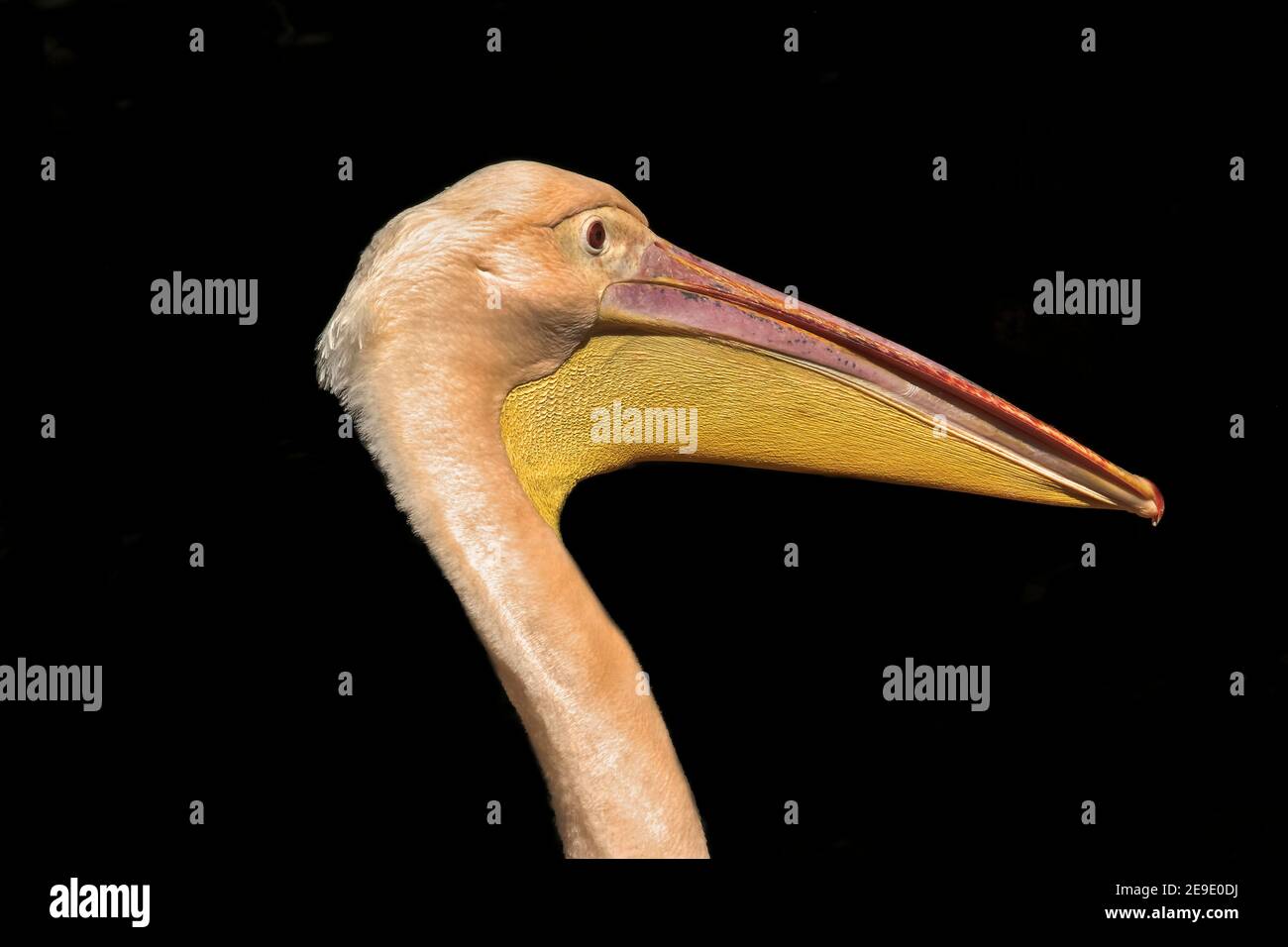 Pink Pelican dans le zoo Varna Bulgarie.Pelecanus onocrotalus, Banque D'Images