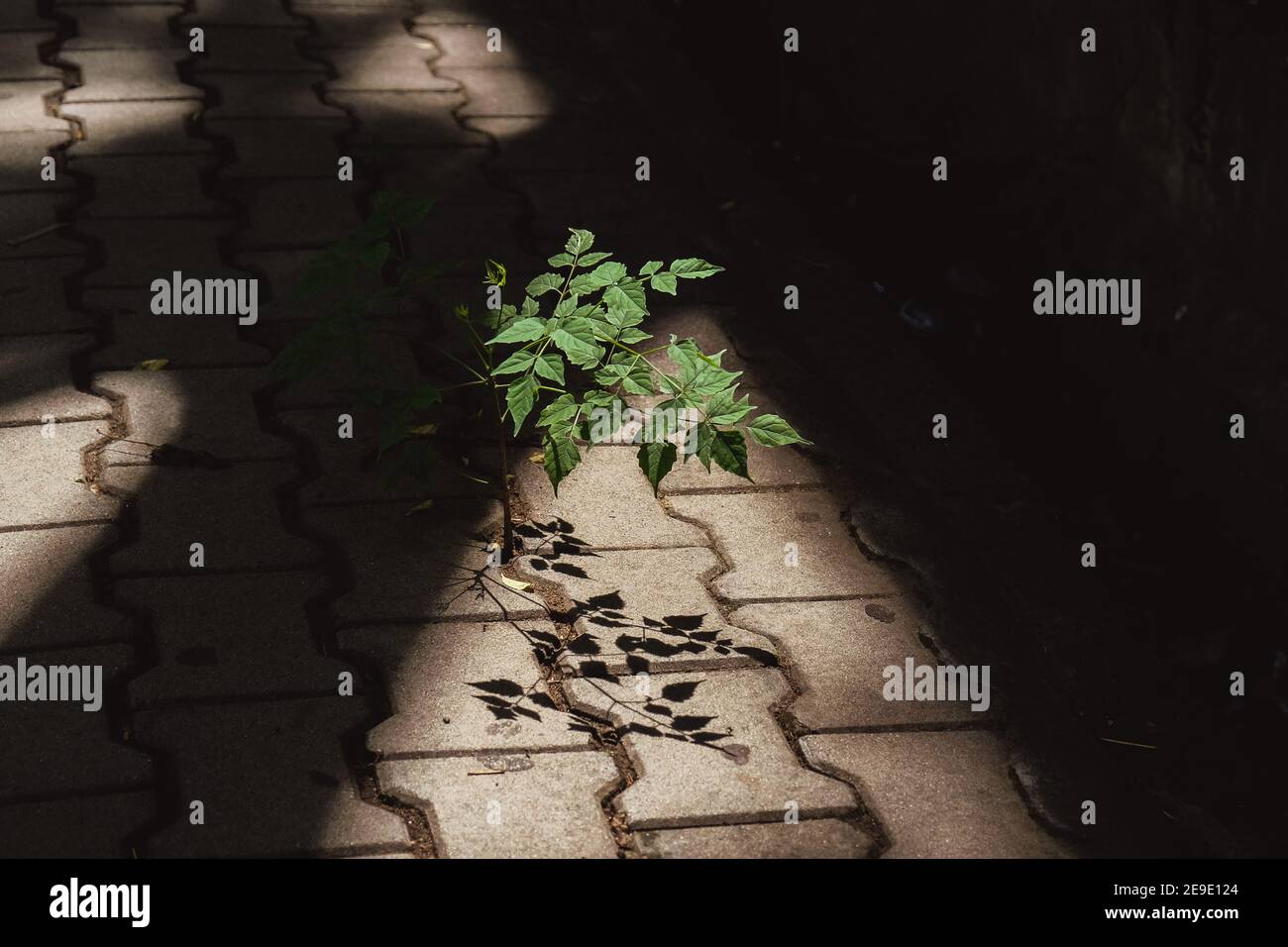 Arbre poussant à travers une fissure dans le trottoir dans un faisceau de lumière. Photo horizontale Banque D'Images