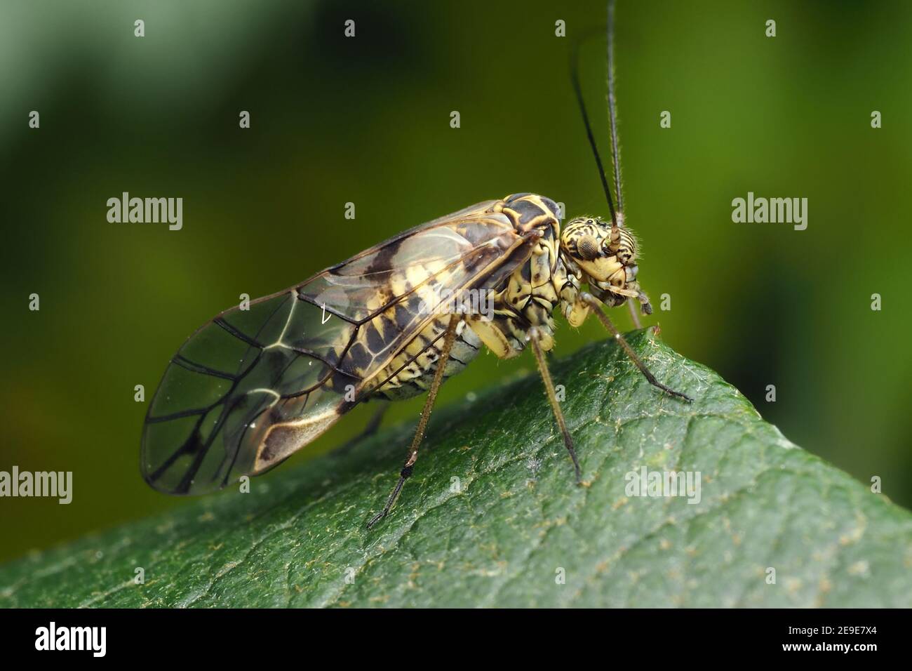 Psocerastis gibbosa Barkfly perchée sur la feuille de plante. Tipperary, Irlande Banque D'Images