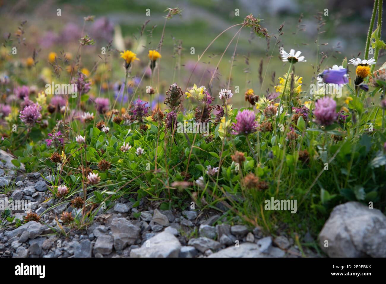Gros plan de plantes et de fleurs épineuses isolées dans la nature sur un fond abstrait Banque D'Images