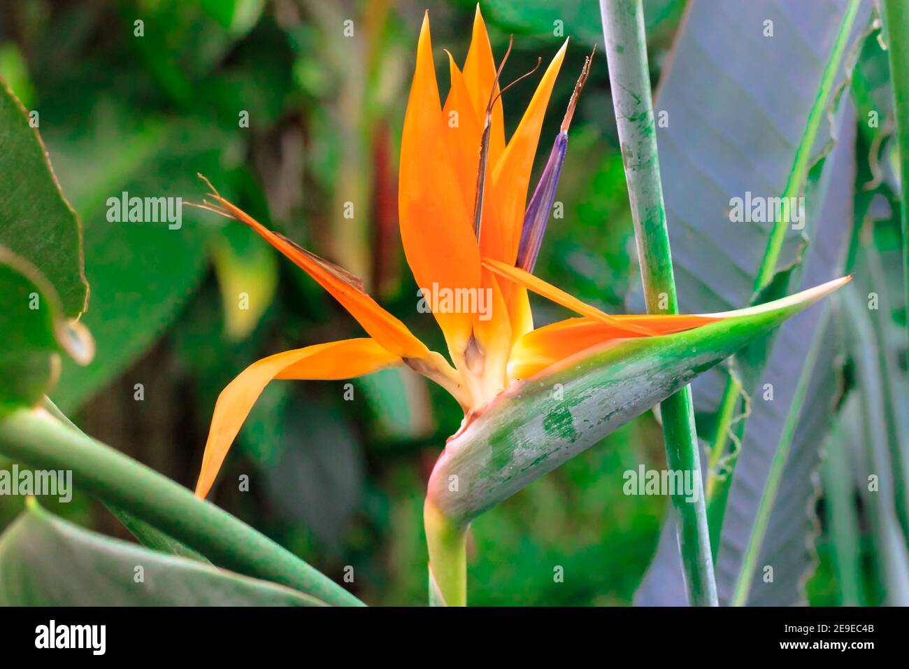 Strelitzia reginae ou oiseau de fleur paradisiaque. Fleur d'orange exotique  gros plan sur les feuilles tropicales dans les jungles. Fleurs et plantes  de l'Afrique du Sud. U Photo Stock - Alamy