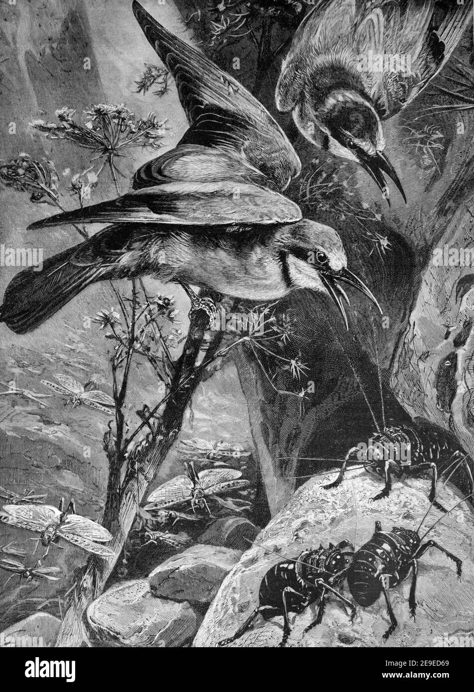 Illustration ancienne ou gravure d'Bee-Eaters 1898 Banque D'Images