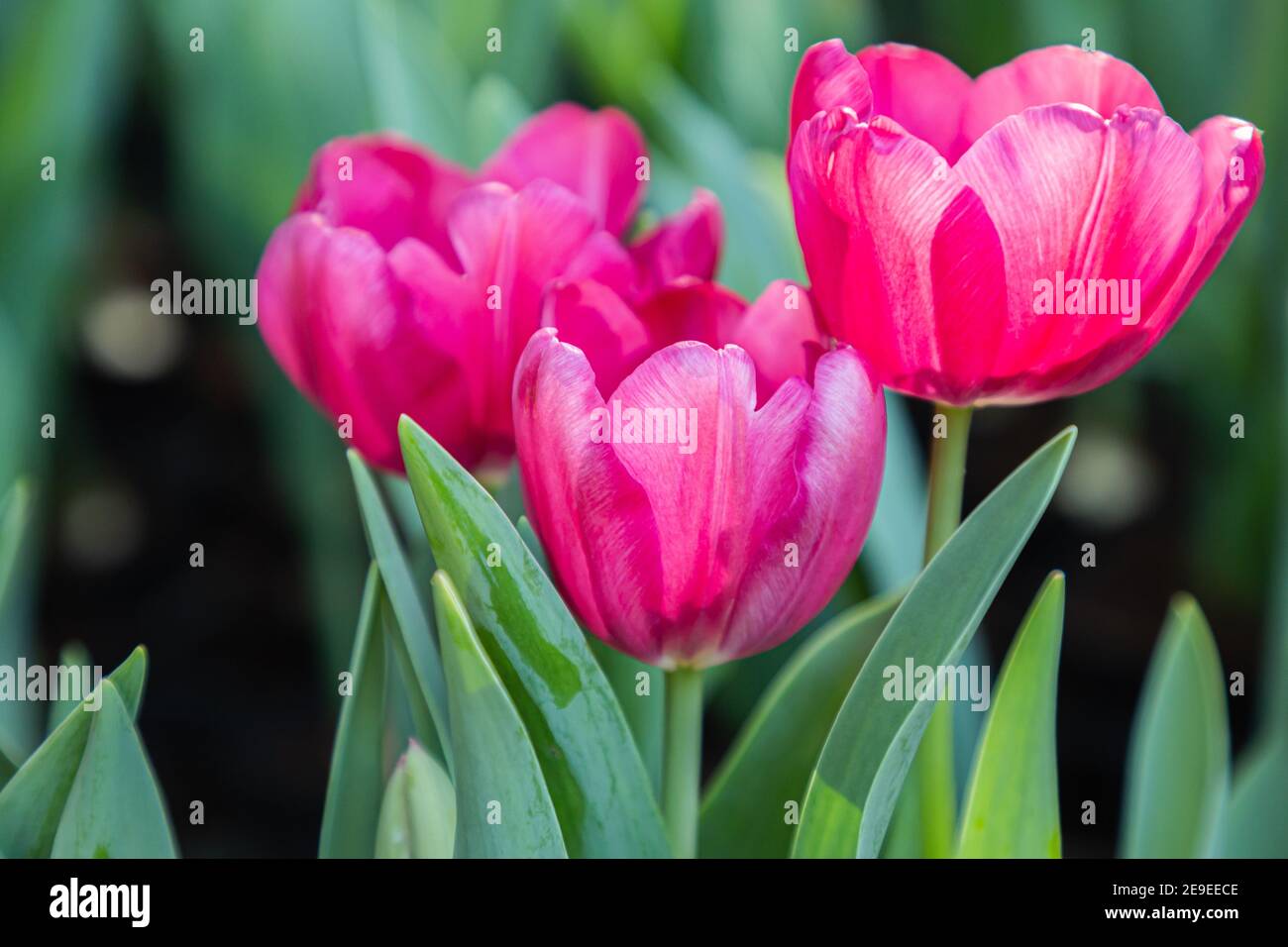 Tulipes colorées le jour de printemps venteux. Banque D'Images