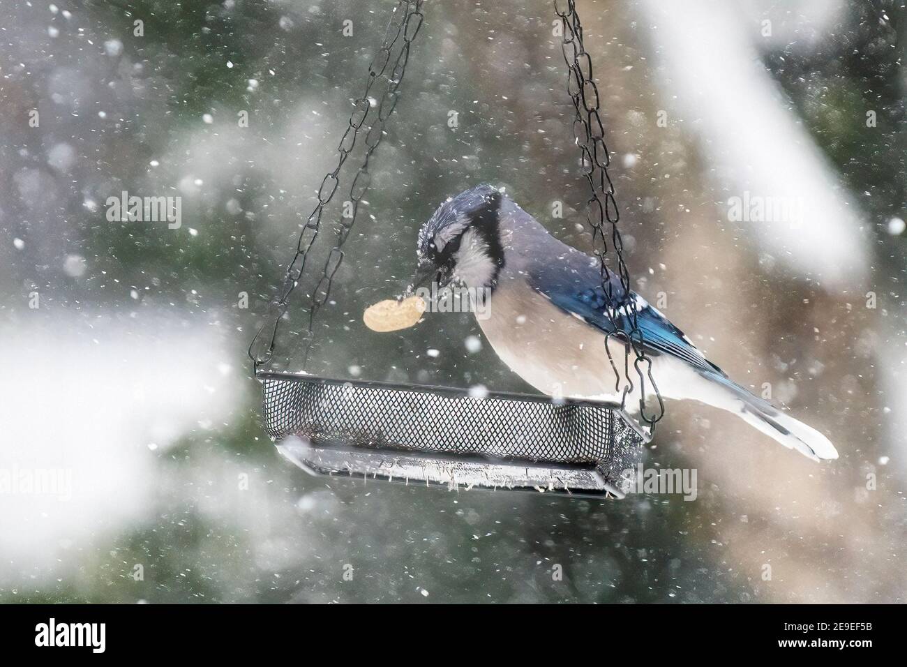 geai bleu au mangeoire à oiseaux de cour pendant la tempête de neige hivernale Banque D'Images