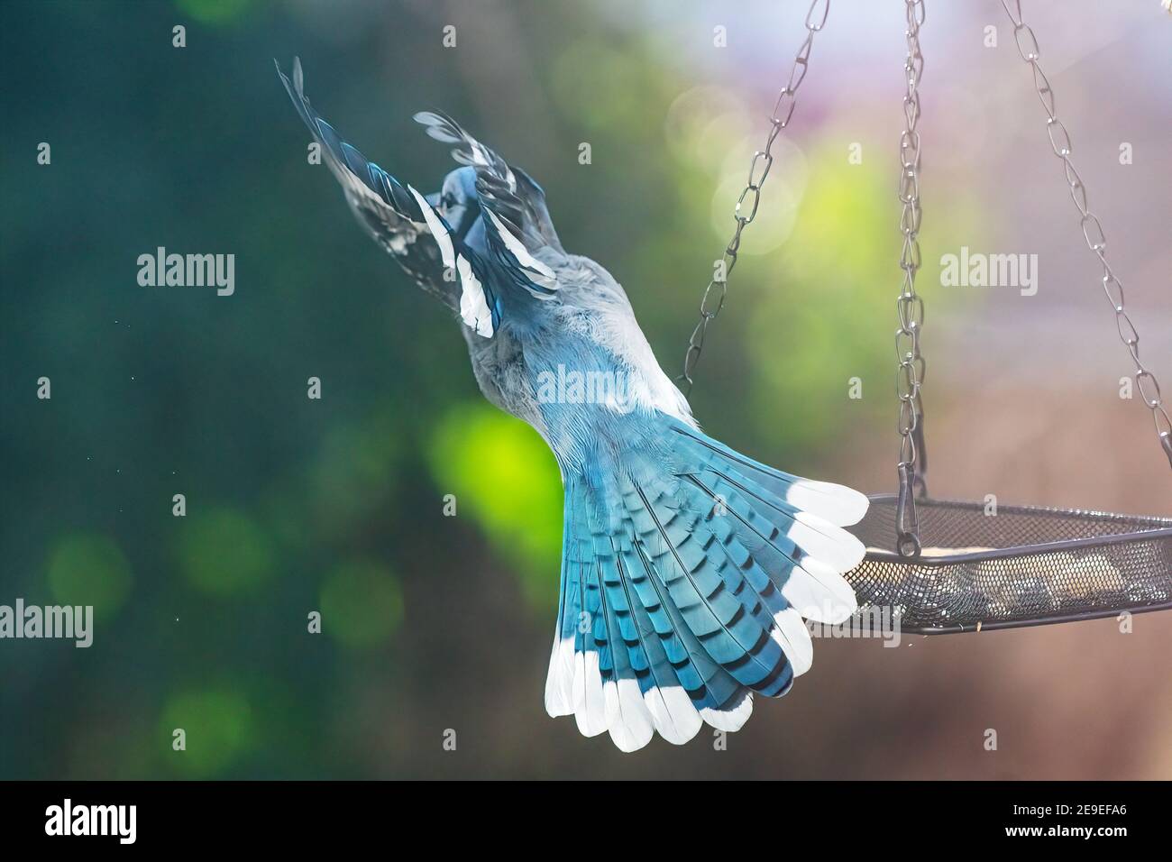 geai bleu au mangeoire à oiseaux de l'arrière-cour Banque D'Images