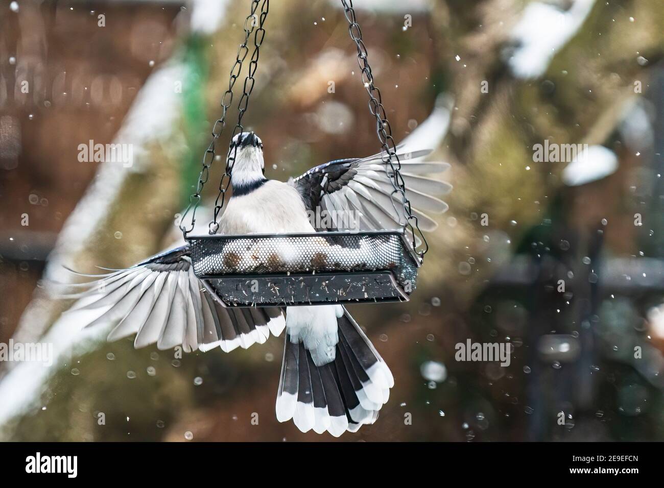 geai bleu au mangeoire à oiseaux de l'arrière-cour Banque D'Images