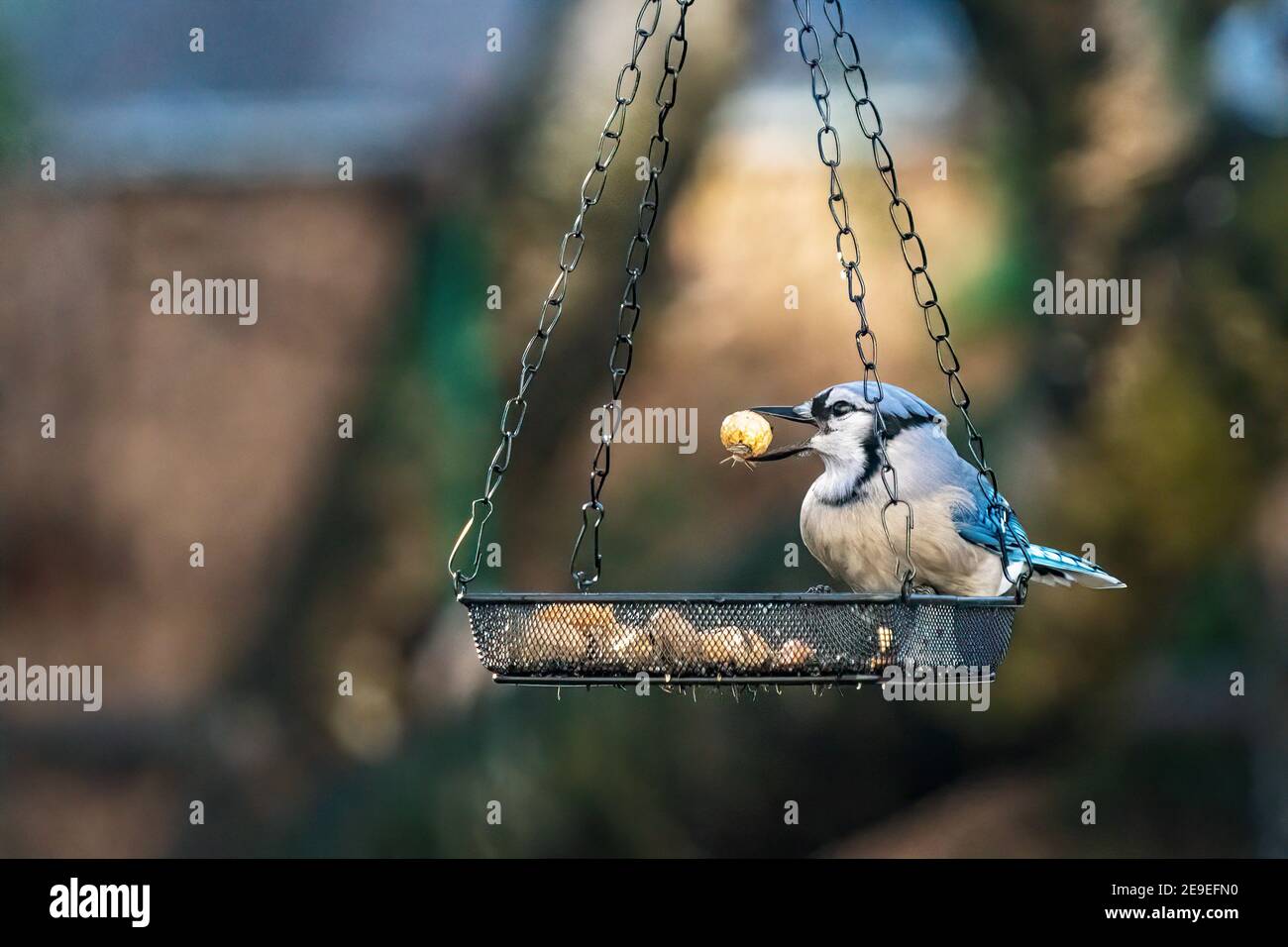 geai bleu au mangeoire à oiseaux de l'arrière-cour Banque D'Images