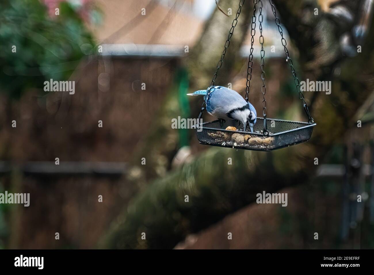 geai bleu au mangeoire à oiseaux de l'arrière-cour Banque D'Images
