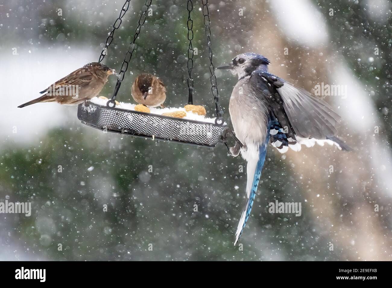 geai bleu au mangeoire à oiseaux de cour pendant la tempête de neige hivernale Banque D'Images