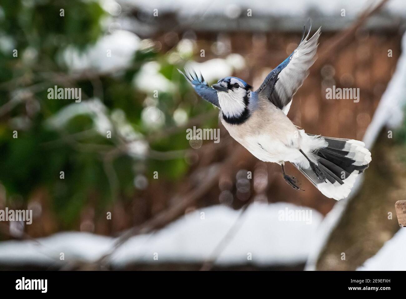 geai bleu au mangeoire à oiseaux de l'arrière-cour Banque D'Images