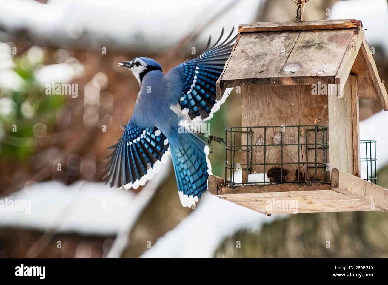 geai bleu au mangeoire à oiseaux de l'arrière-cour Banque D'Images