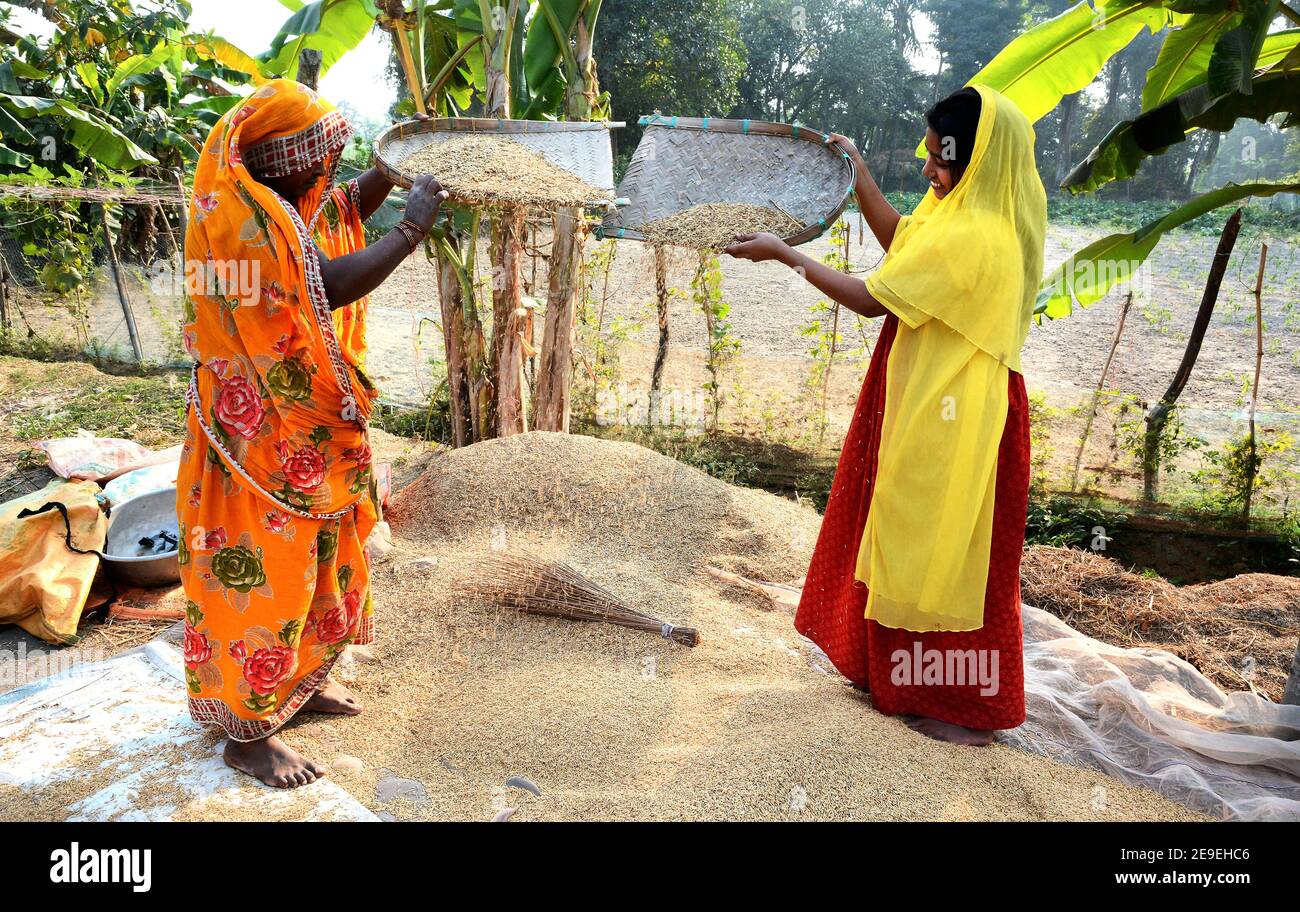 Les femmes du village reculé de l'Inde séparent le paddy de leurs couvertures extérieures et enseignent aussi aux petits enfants comment faire. Banque D'Images