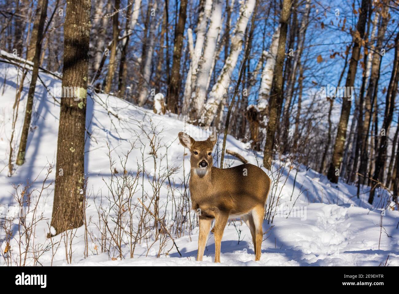 Fauve à la queue blanche dans une forêt d'hiver. Banque D'Images