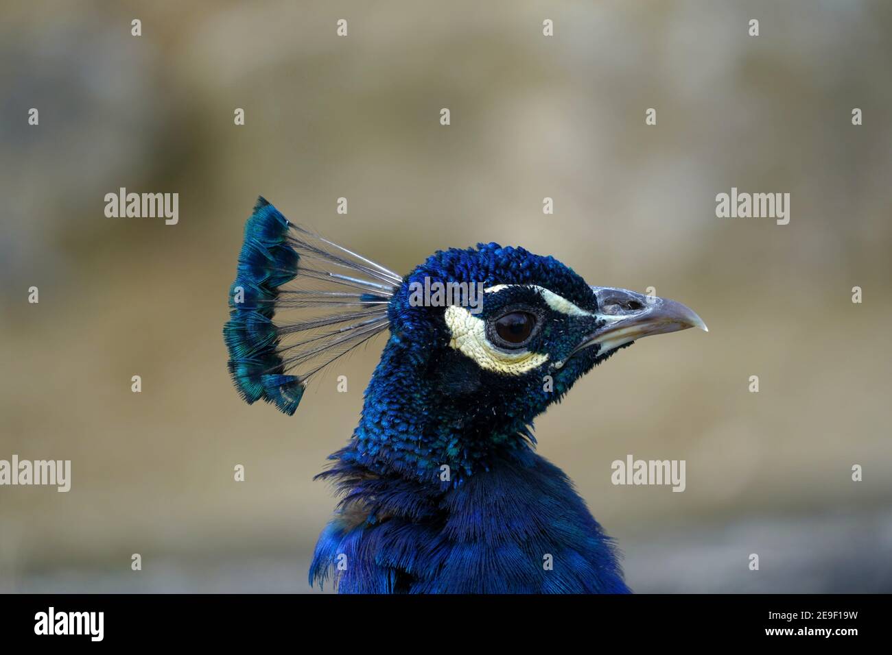 Chef de paon mâle, appelé aussi Indien ou commun peafhibou, dans le latin Pavo cristatus. Il s'agit d'une vue latérale rapprochée, avec beaucoup d'espace de copie au dos. Banque D'Images