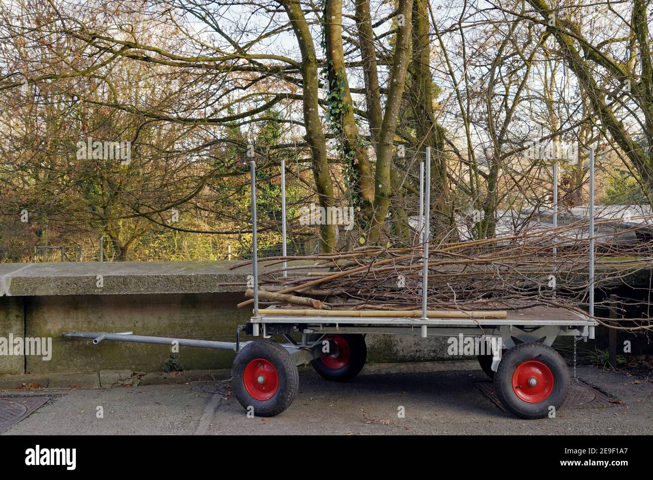Chariot de brouette chargé de branches d'arbres et de brindilles enlevées des arbres dans les travaux de jardin au printemps. Les déchets de l'usine sont soigneusement organisés o Banque D'Images