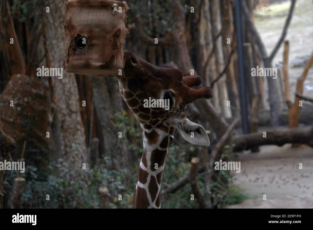 Girafe, en latin appelé Giraffa camelopardalis, tête en vue latérale rapprochée. Elle cherche de la nourriture. C'est un animal vivant en captivité. Banque D'Images