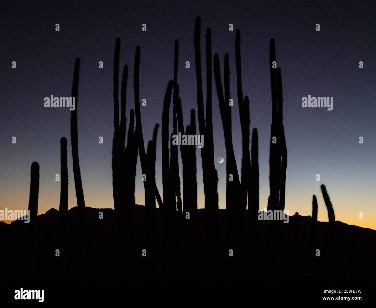 Cactus à pipe d'orgue au coucher du soleil, Stenocereus thurberi, Monument national de cactus à pipe d'orgue, désert de Sonoran, AZ, États-Unis. Banque D'Images