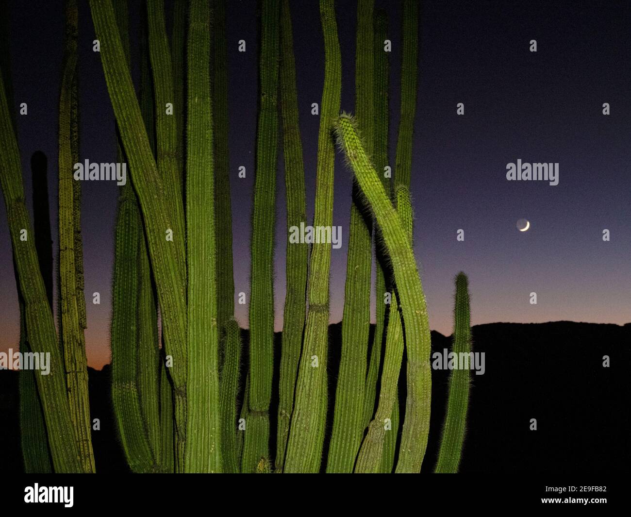 Cactus à pipe d'orgue au coucher du soleil, Stenocereus thurberi, Monument national de cactus à pipe d'orgue, désert de Sonoran, AZ, États-Unis. Banque D'Images