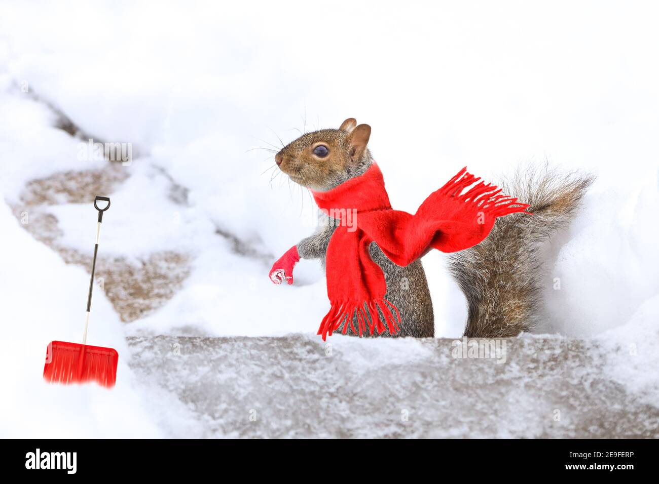 Écureuil s'amuser en hiver, jouer dans la neige. Banque D'Images