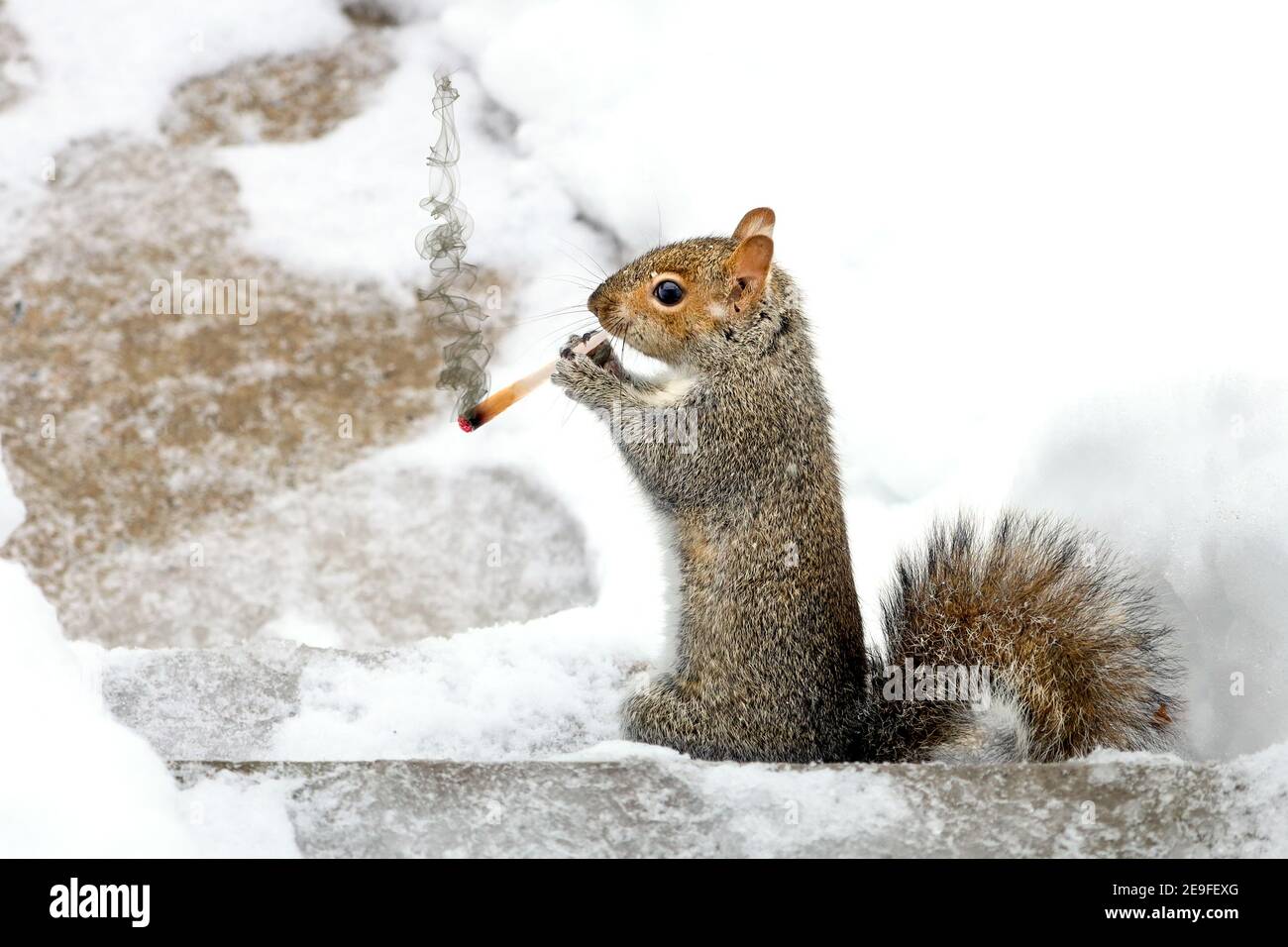 Écureuil s'amuser en hiver, jouer dans la neige. Banque D'Images