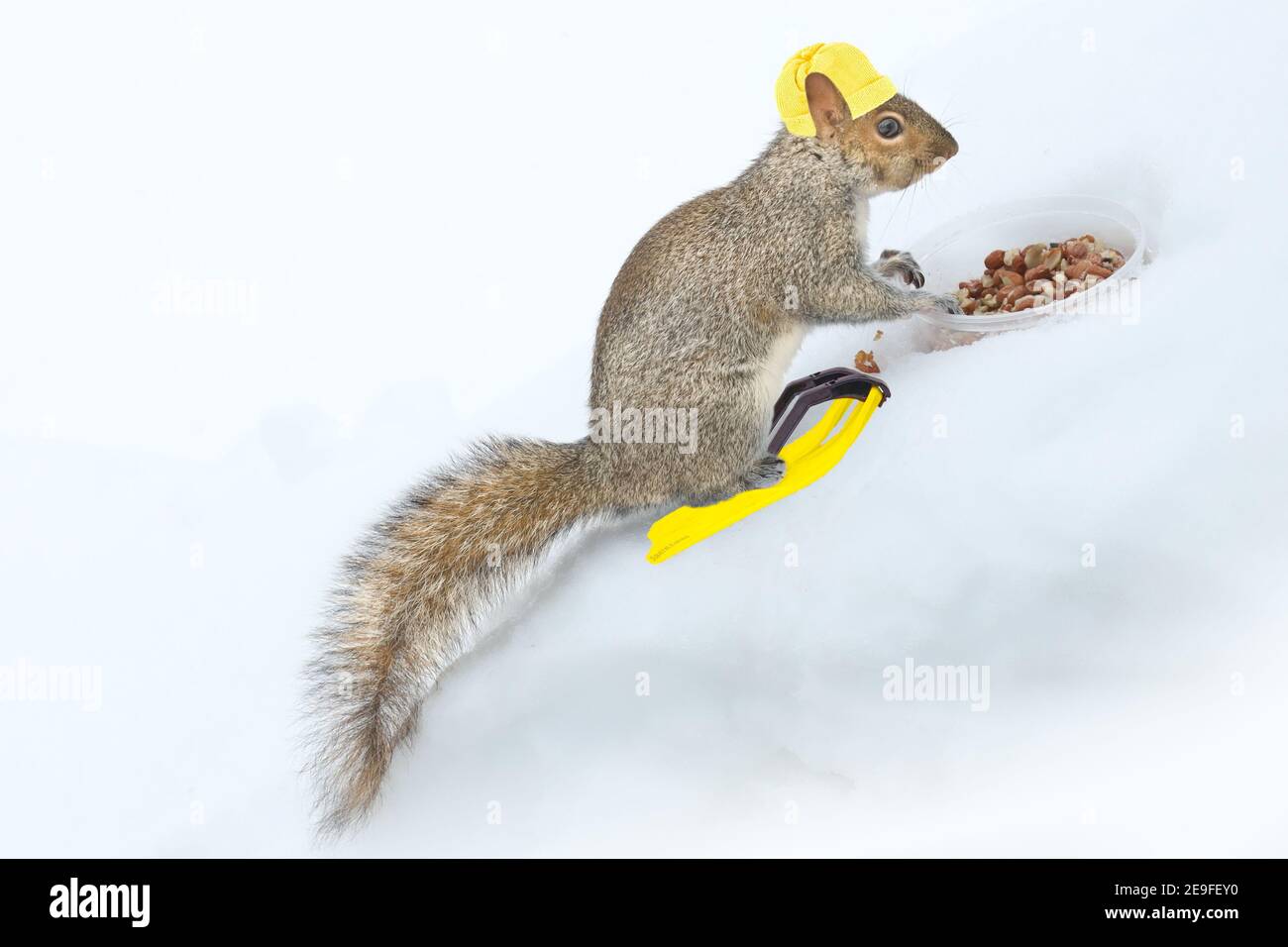 Écureuil s'amuser en hiver, jouer dans la neige. Banque D'Images