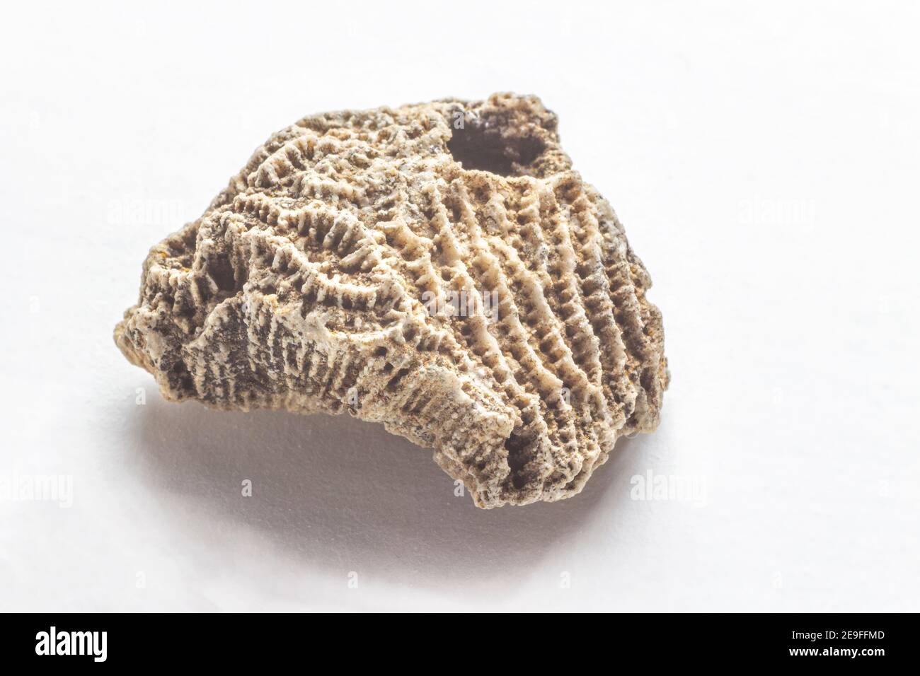 Fossile sur fond blanc de corail trouvé sur les pentes de la Maiella. Banque D'Images