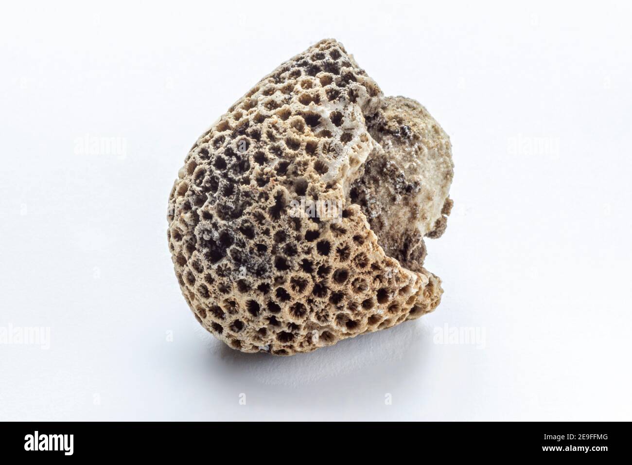 Fossile sur fond blanc de corail trouvé sur les pentes de la Maiella. Banque D'Images